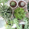 succulentes