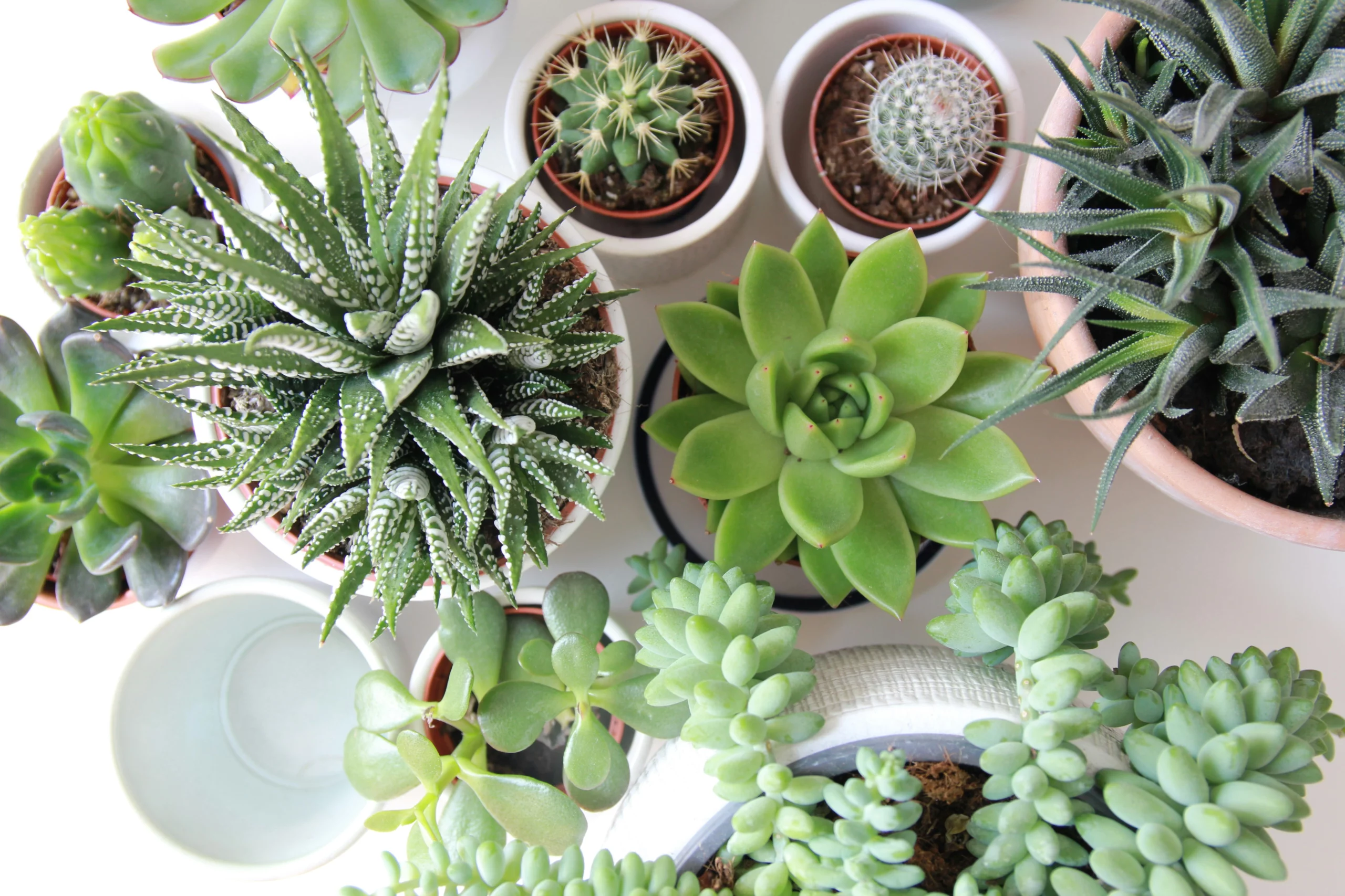 succulentes