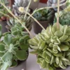 Plantes succulentes variées