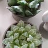 Plantes succulentes variées