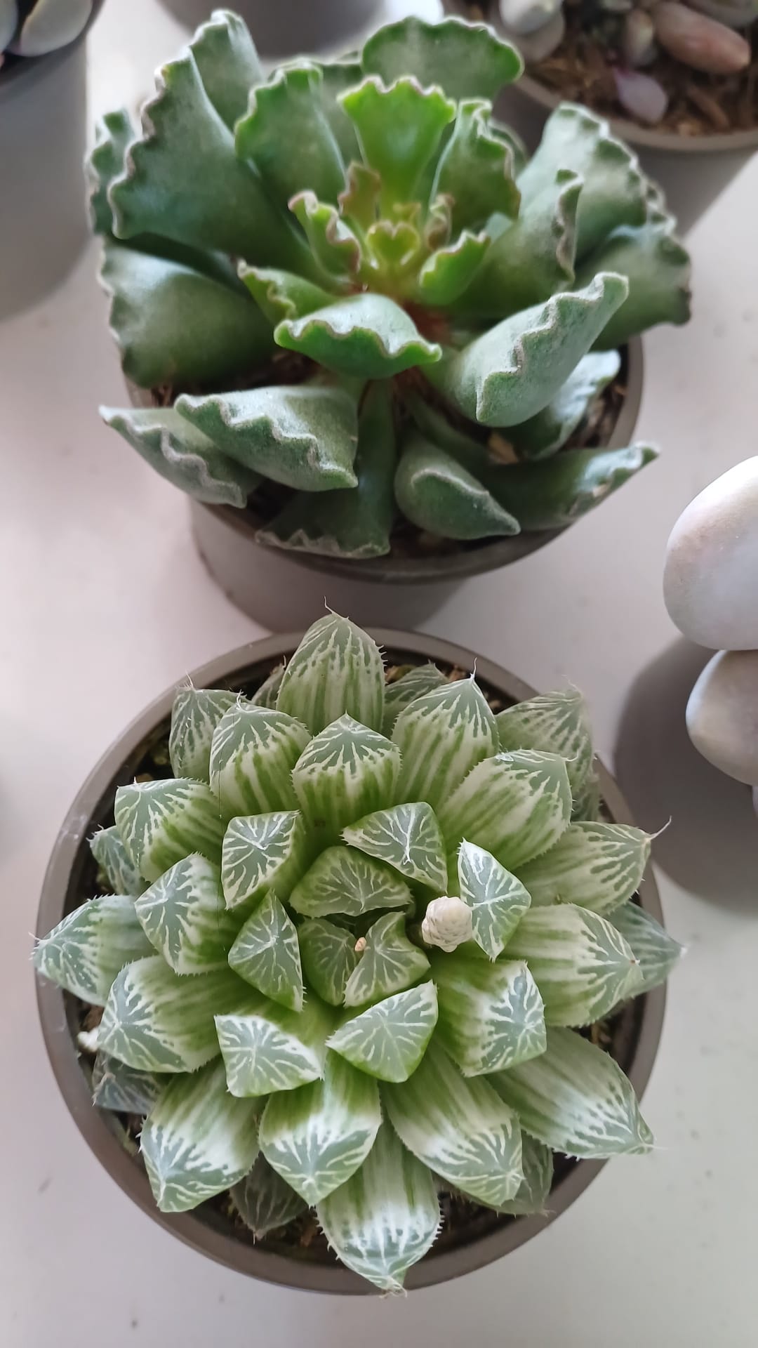 Plantes succulentes variées