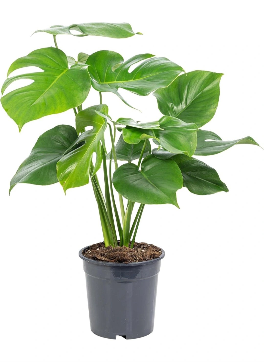 Monstera Deliciosa pot 13cm