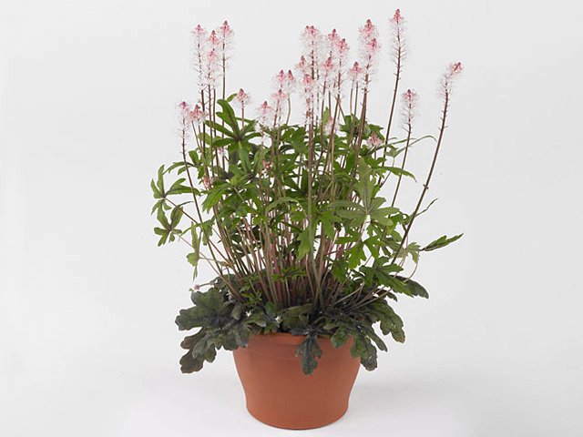 Tiarella "Morning Star" pot de 12cm