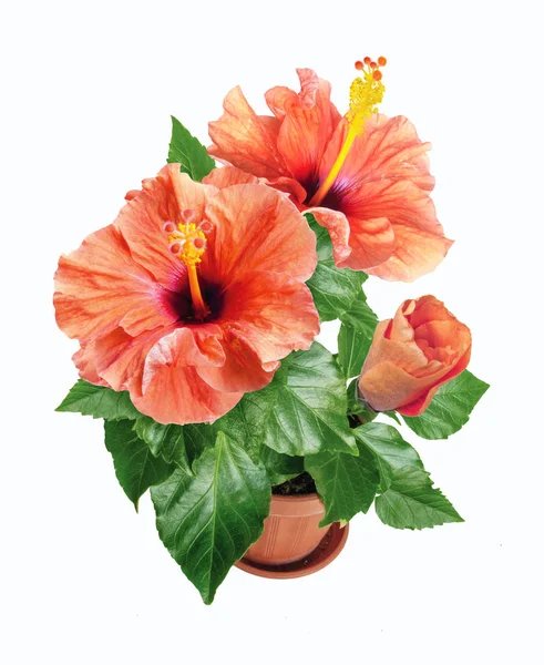 Hibiscus - pot de 14cm