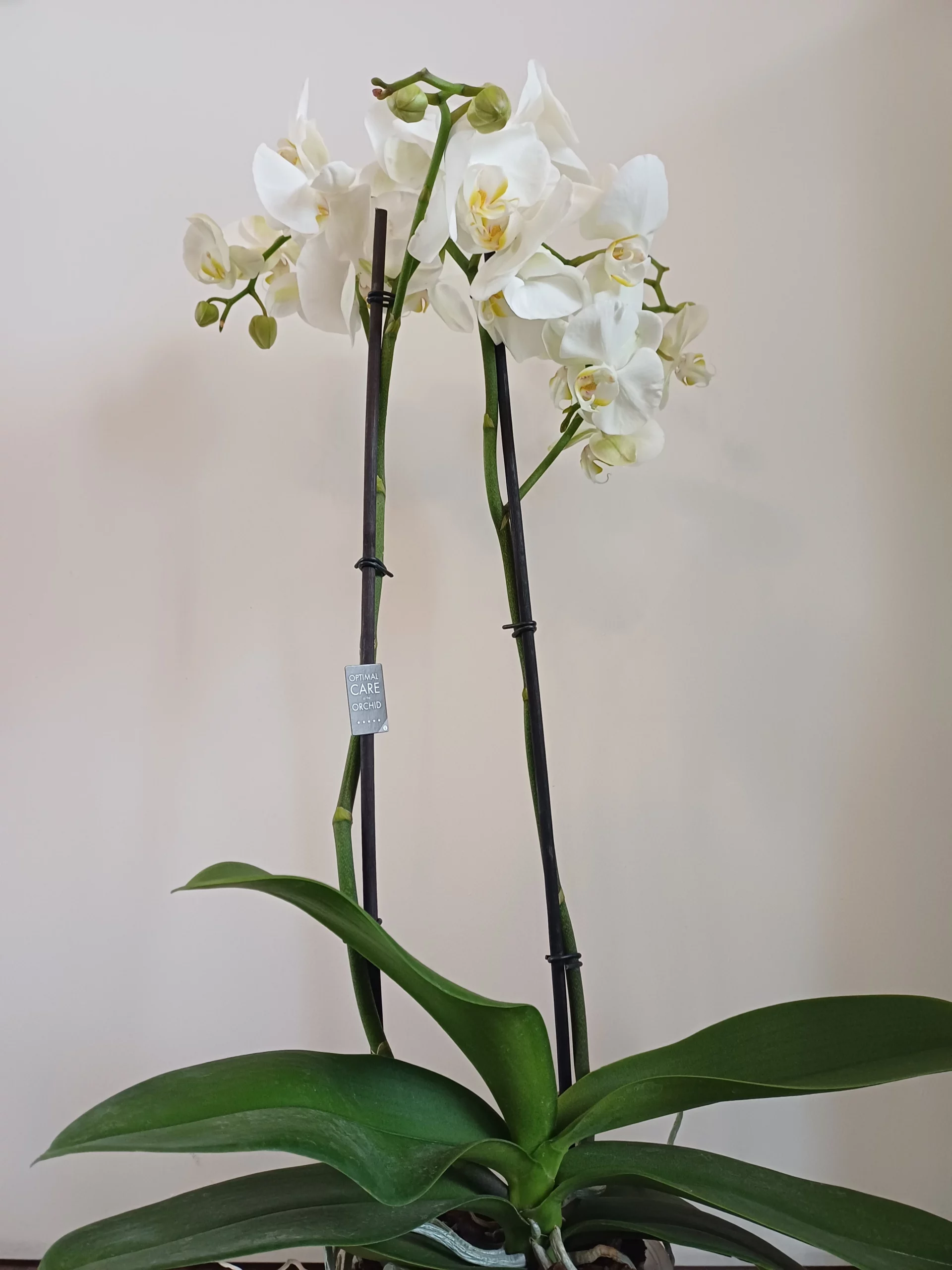 Produit du mois - Orchidée Blanche